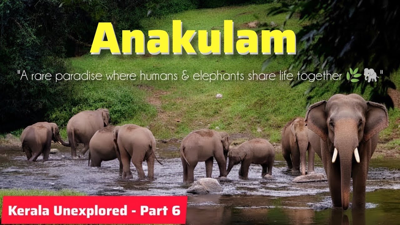 Anakulam | காட்டு யானைகளை மிக அருகில் அமர்ந்தபடி ரசித்து பார்க்கலாம்! Kerala Series - Par 6