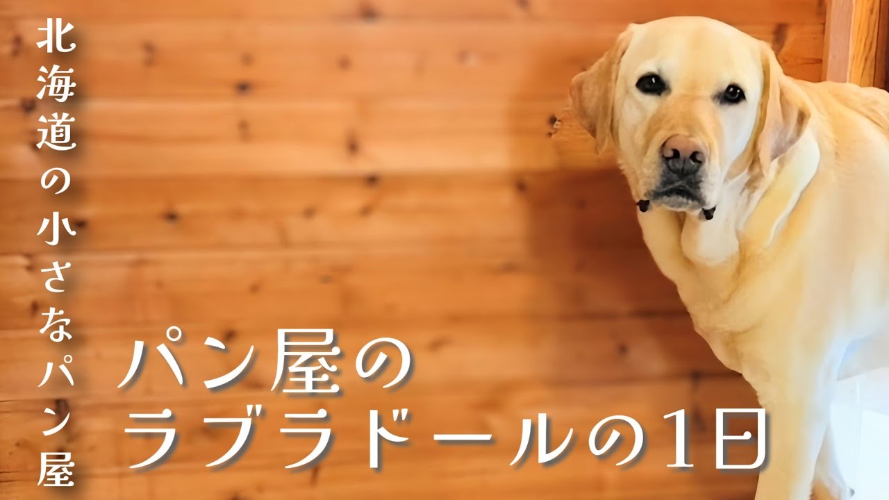 【北海道の小さなパン屋】パン屋のラブラドールの1日