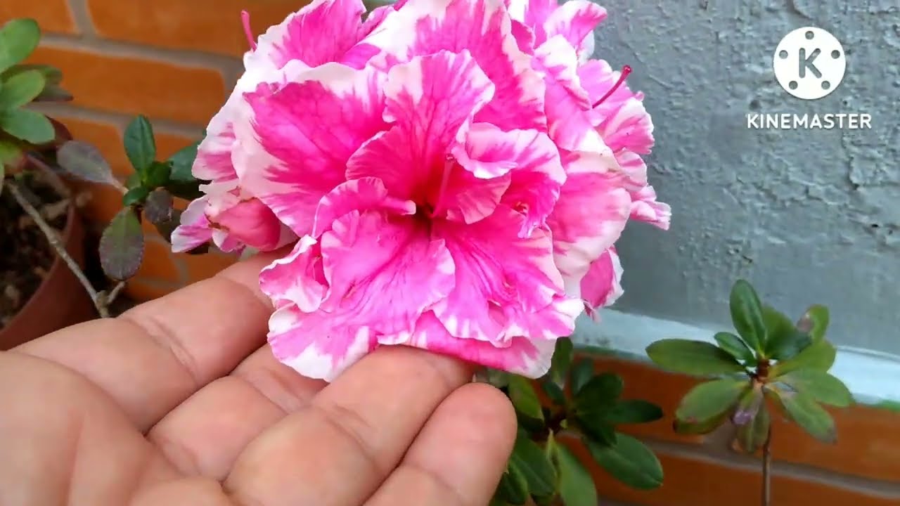 Flora&ccedil;&atilde;o da mini AZAL&Eacute;IA!