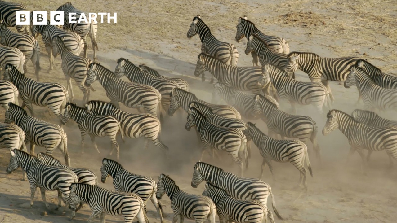 How Oceanic Events Can Affect Zebra Migration | Nature's Great Migrations | BBC Earth