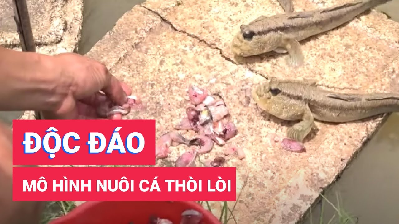 Độc đáo mô hình nuôi cá thòi lòi như thú cưng