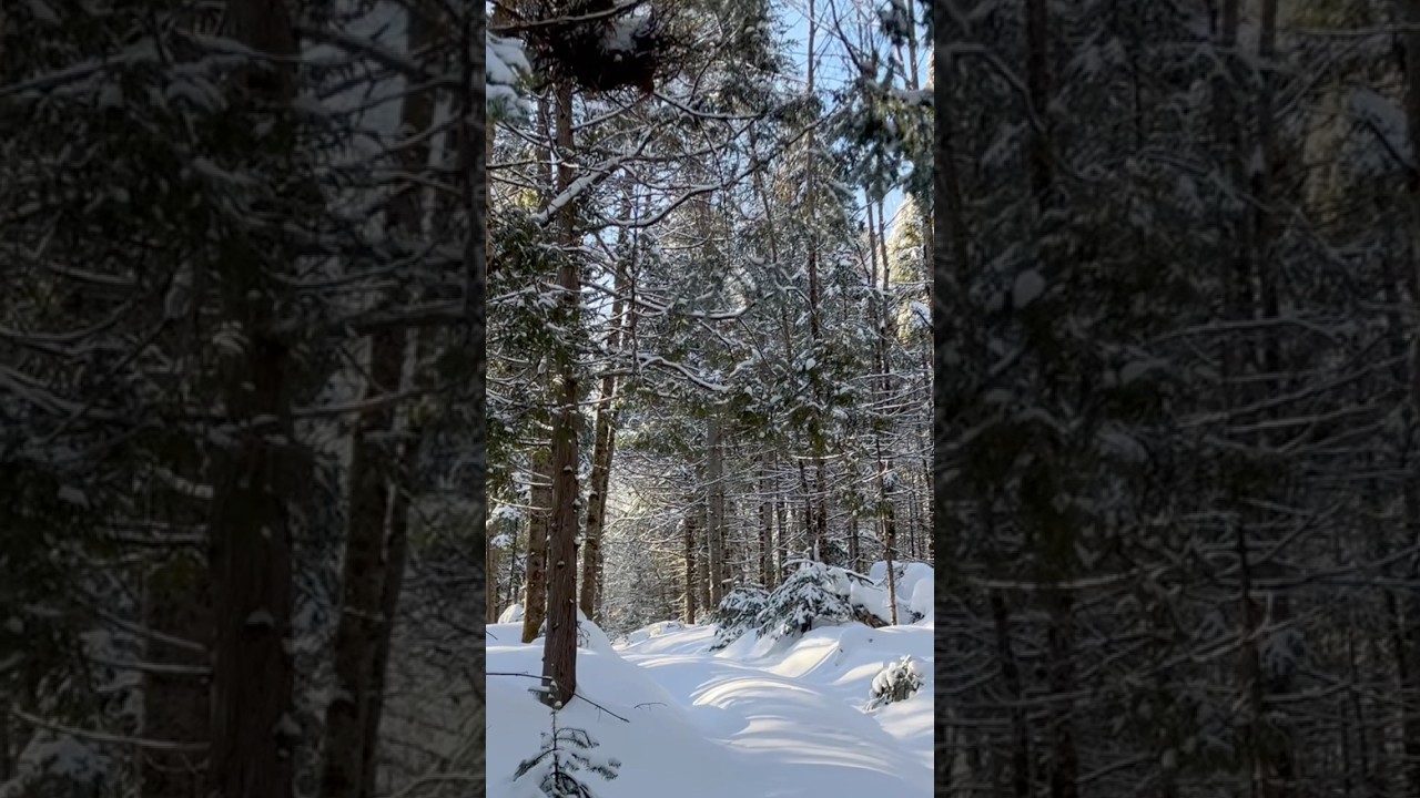 Dans les Bois du Nord du Nord-est Canada (Ambiance) #travelvlog #naturesounds