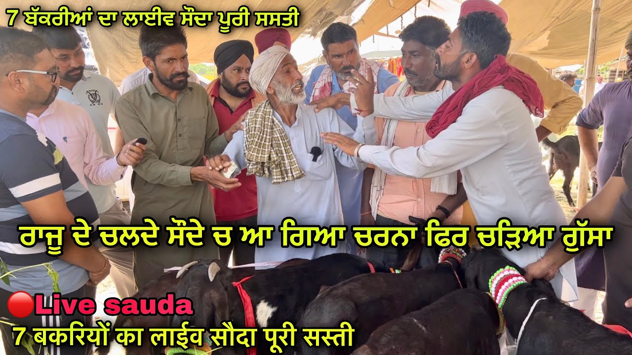 ਰਾਜੂ ਦੇ ਚਲਦੇ ਸੌਦੇ ਚ ਆ ਗਿਆ ਚਰਨਾ ਫਿਰ ਚੜਿਆ ਗੁੱਸਾ #live_sauda lehra bega bakri bazar@Farmingbabapunjab