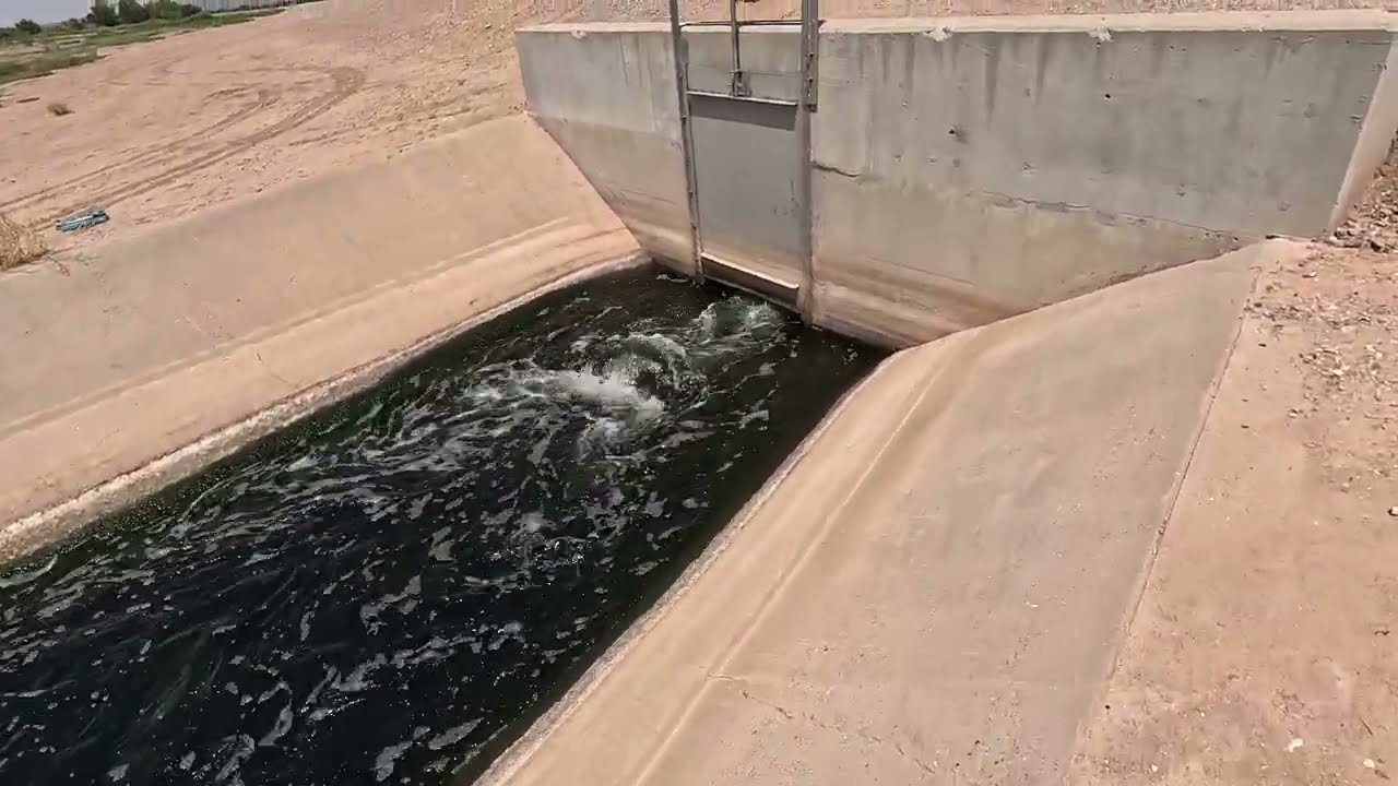 Ditch Pickles and shad in the sewer ditch near the Rio Grande River #ADRIANUNKNOWN