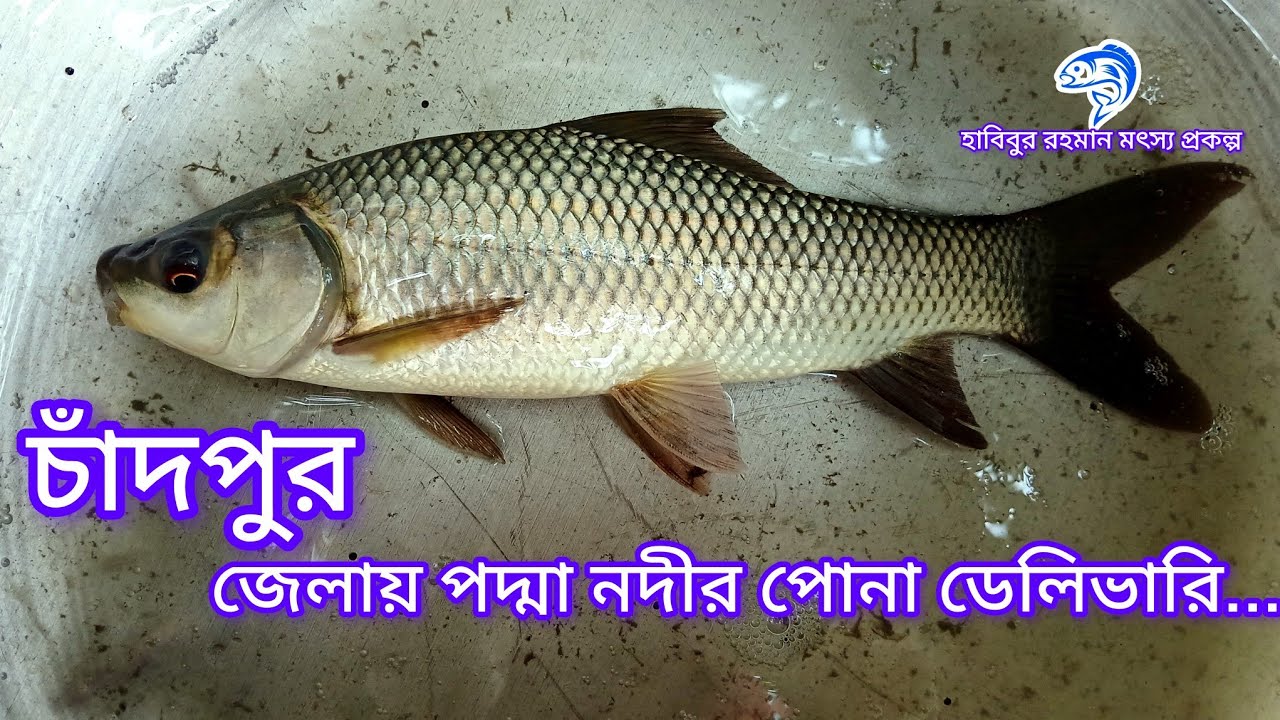 ৩৭৯.. চাঁদপুর জেলায় পদ্মা নদীর পোনা ডেলিভারি। 