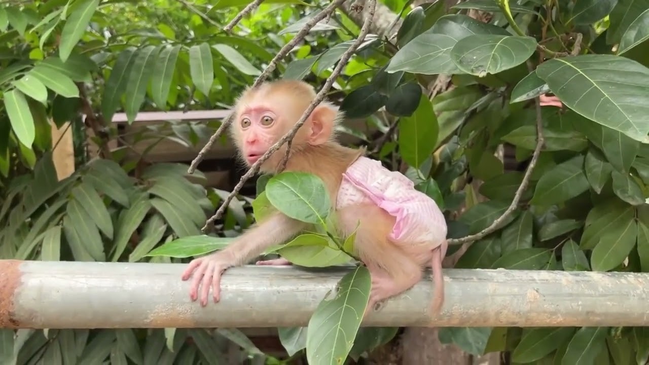 A Tong climbs up and down very cutely and mischievously 🙉🙈