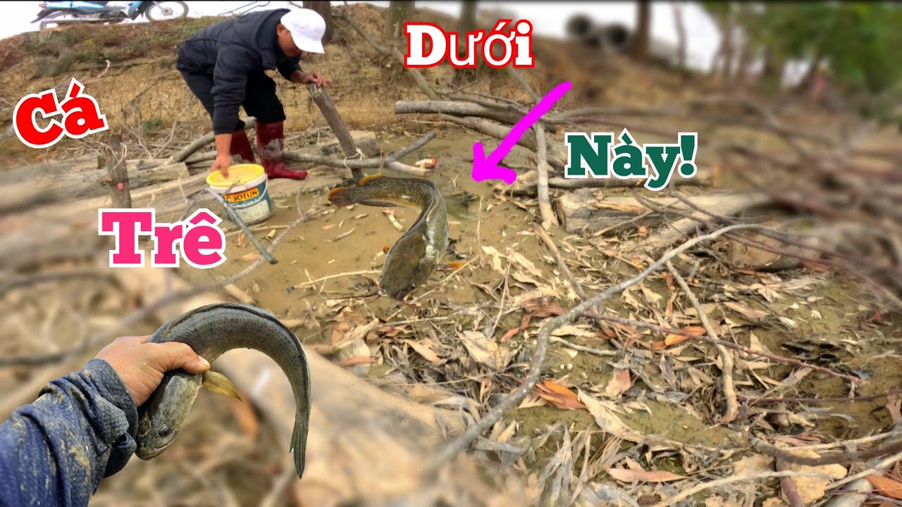 Không Ngờ B.ắt Được Ổ Cá Trê Vàng Ươm Dưới Bè Xoan Ngâm Cạn Nước.//Long Đen TV