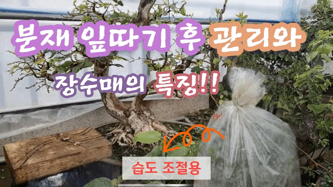 분재 잎따기후 관리와 장수매 특징/소사나무 잎따기 후