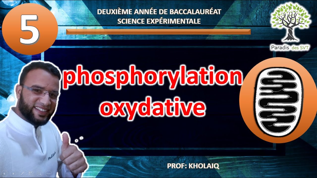 la phosphorylation oxydative