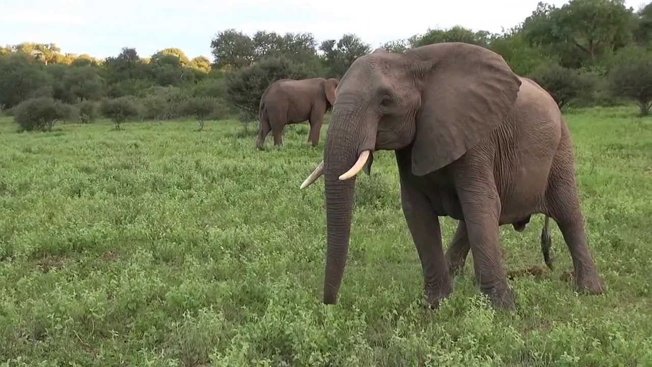Large Breeding Herd Of Elephants