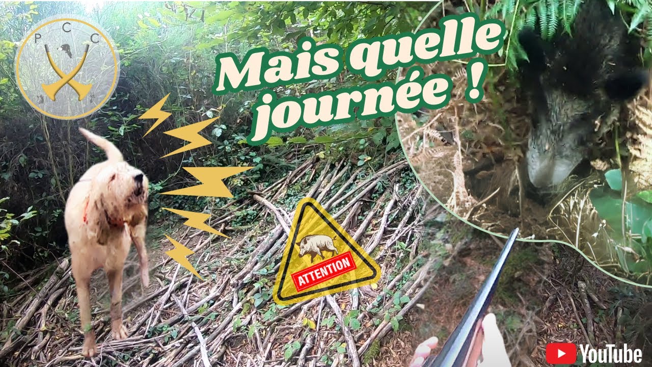Chasse aux sangliers : 