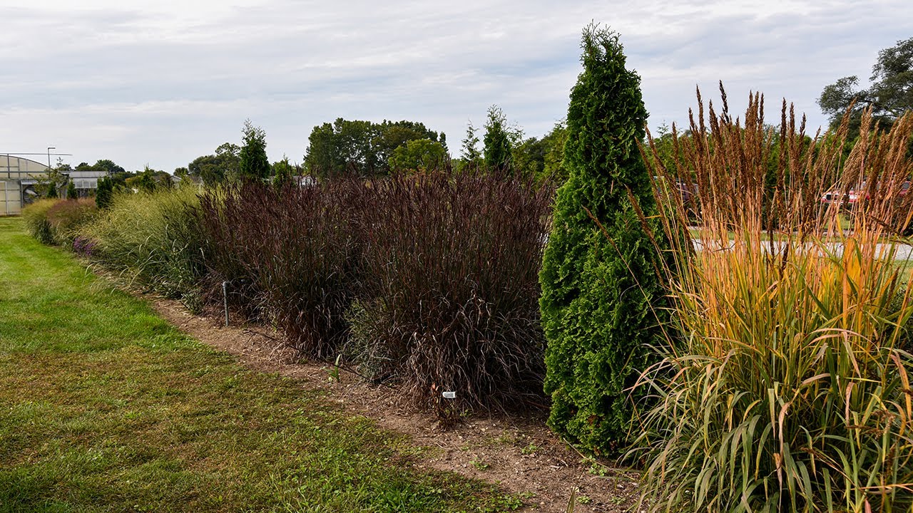 5 Ornamental Grasses for Your Fall Landscape! 🌾 | Walters Gardens