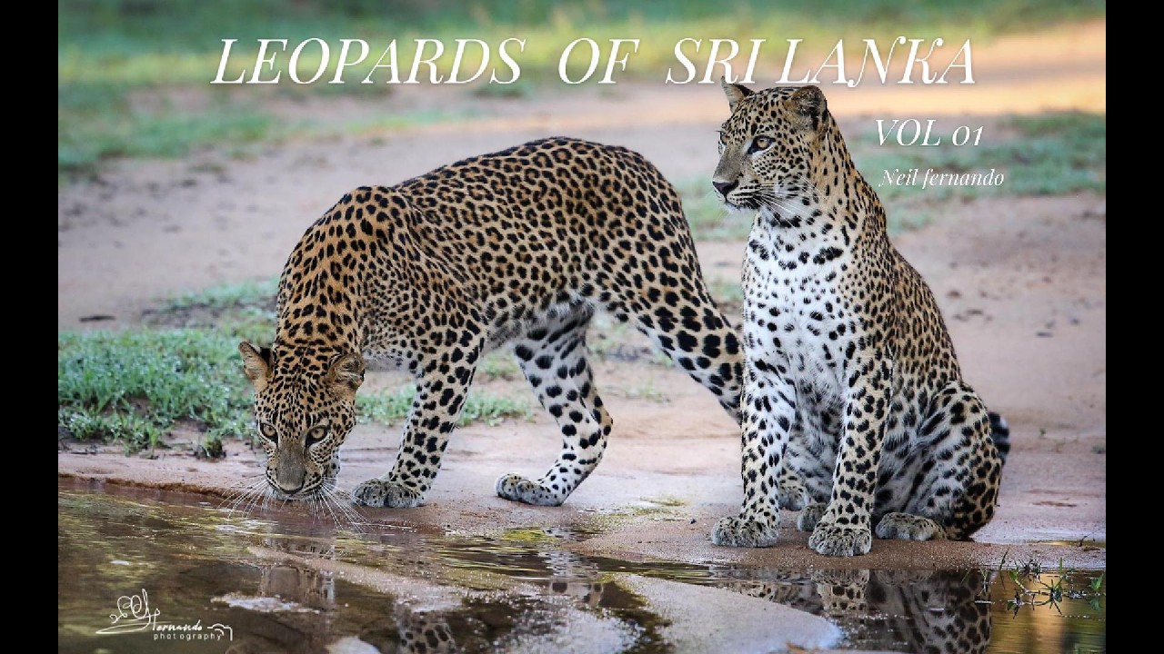 leopards of Sri Lanka vol 2 11