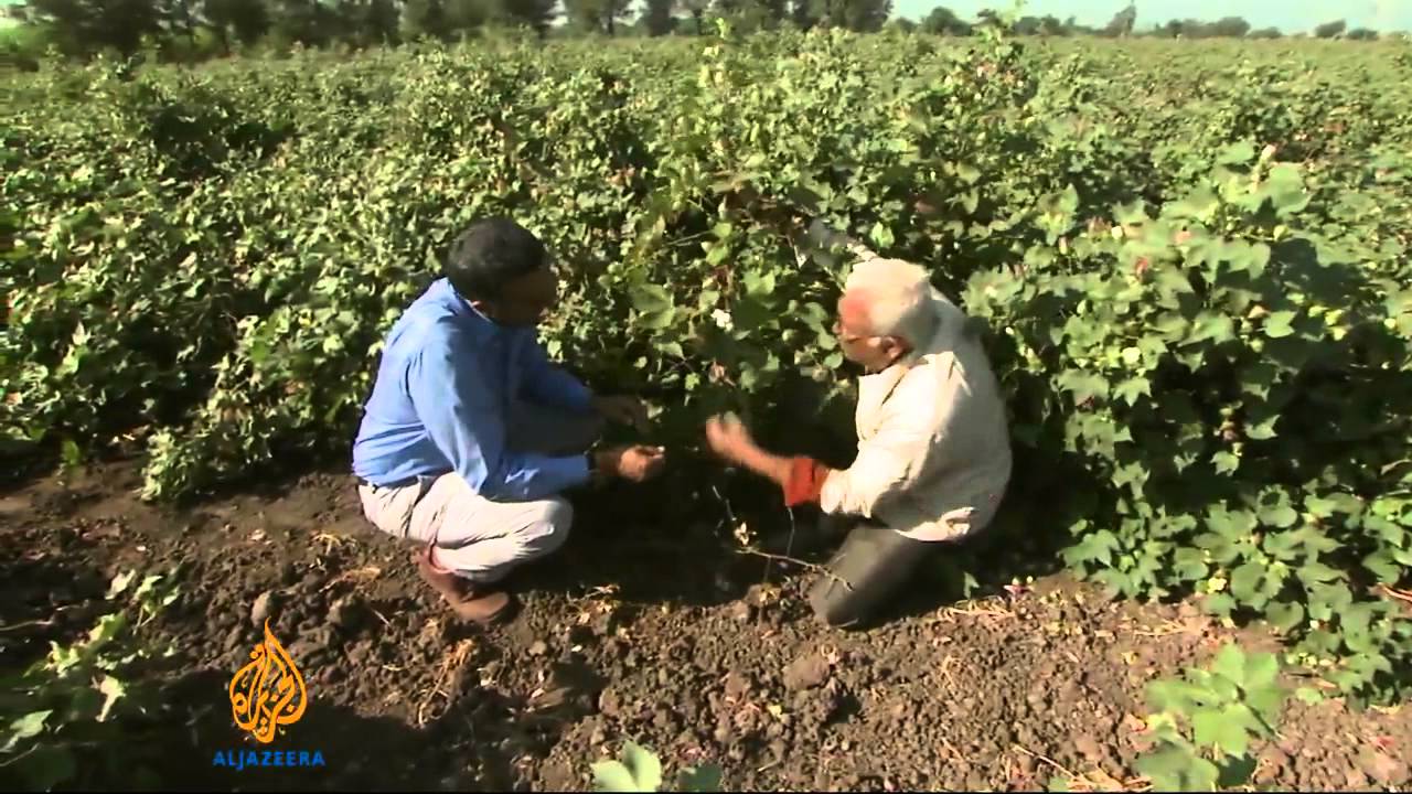 India's cotton industry losing profitability