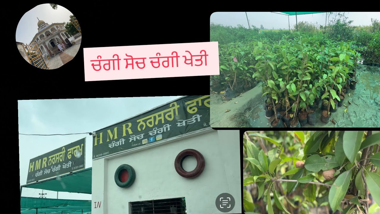ਅਸੀਂ ਲਗਾਏ ਫਲਦਾਰ ਬੂਟੇ #khetibadi  (ਚੰਗੀ ਸੋਚ ਚੰਗੀ ਖੇਤੀ )