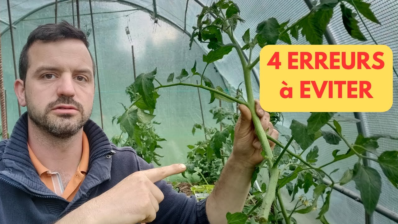 Bouture de la TOMATE et des GOURMANDS: 4 ERREURS à éviter