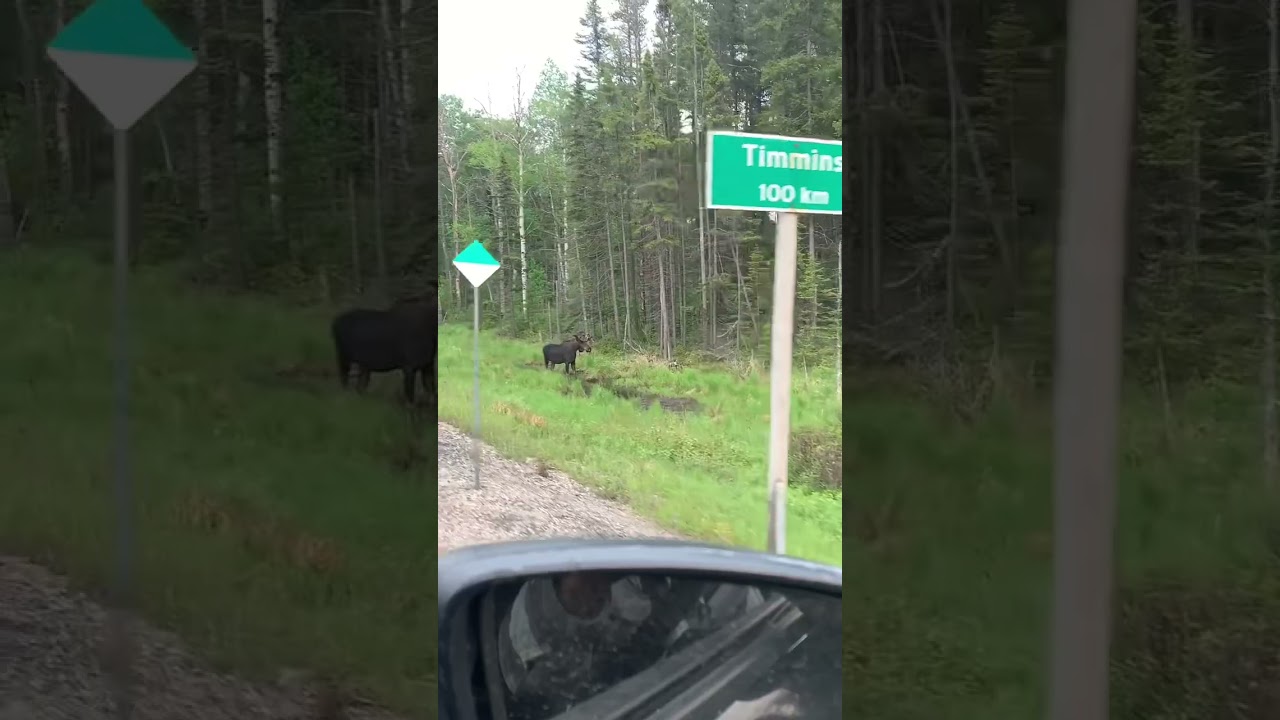 MASSIVE BULL MOOSE check this sighting out wow 🤩 #shorts #bullmoose #moose