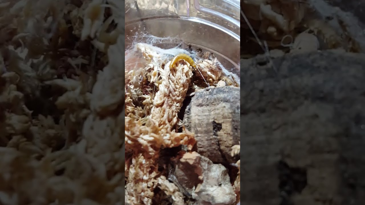 Feeding my Velvet Spiders 🩷🥰 