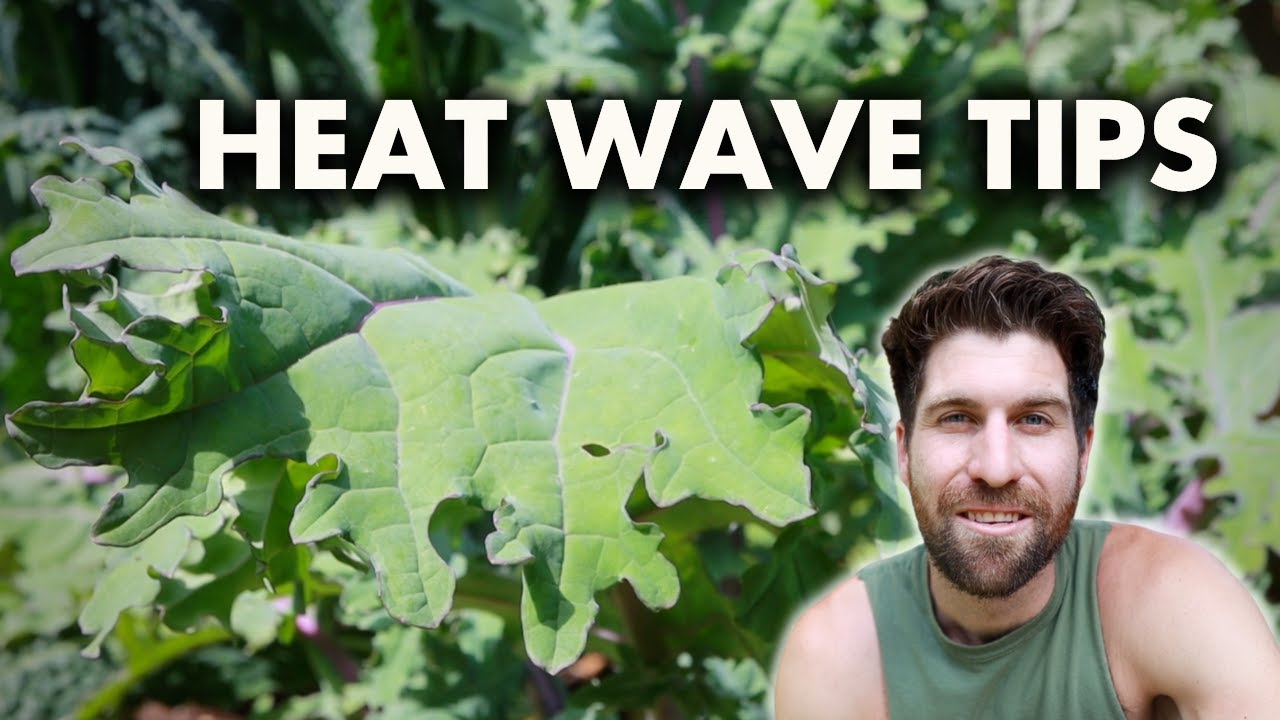 4 Tips for Gardening in a Heat Wave!