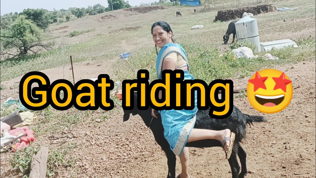 Big goat riding a village lady 😅 experiences so much fun..😂@RGJ24