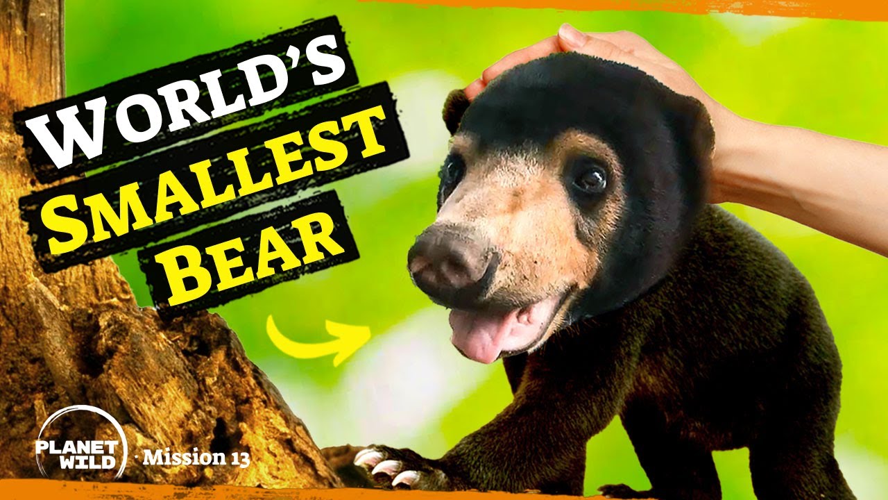 Saved from extinction? Say hello to the Sun Bear