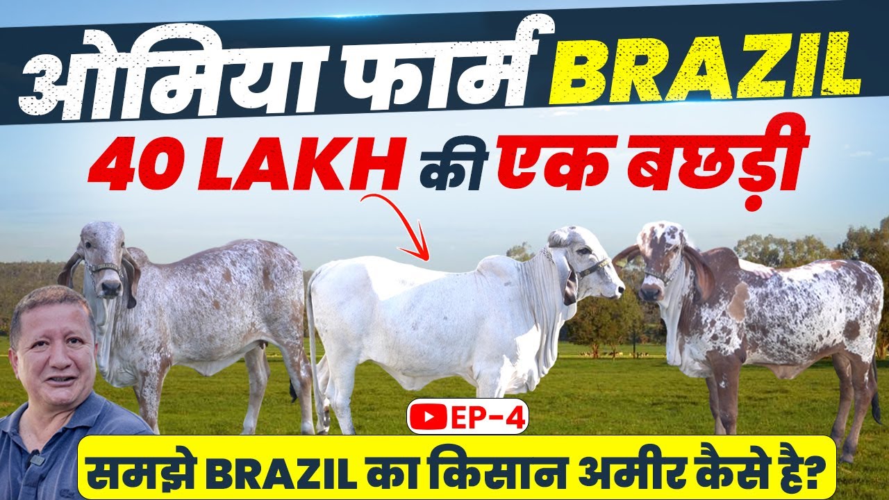 Brazil के ओमिया फार्म में 40 लाख की बछड़ी 👌 मां का मिल्क 81 लीटर 👍 Father कौन ? Full Detail