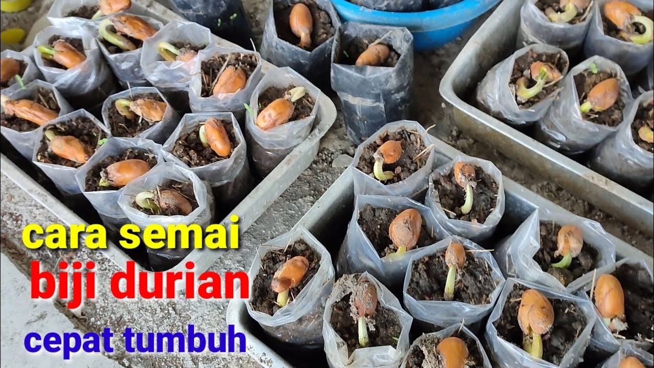 как прорастить семена дуриана, чтобы они быстро росли .️ посеять семена дуриана
