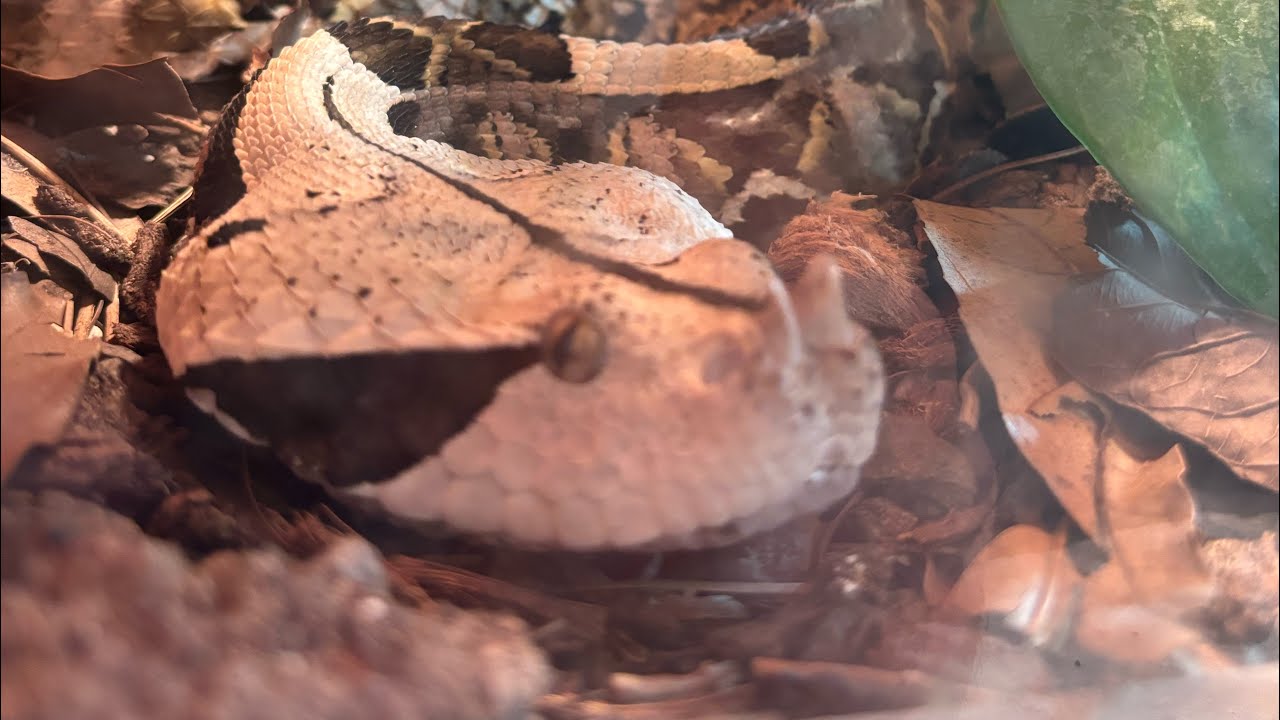 Despertando reptiles de la bruma 