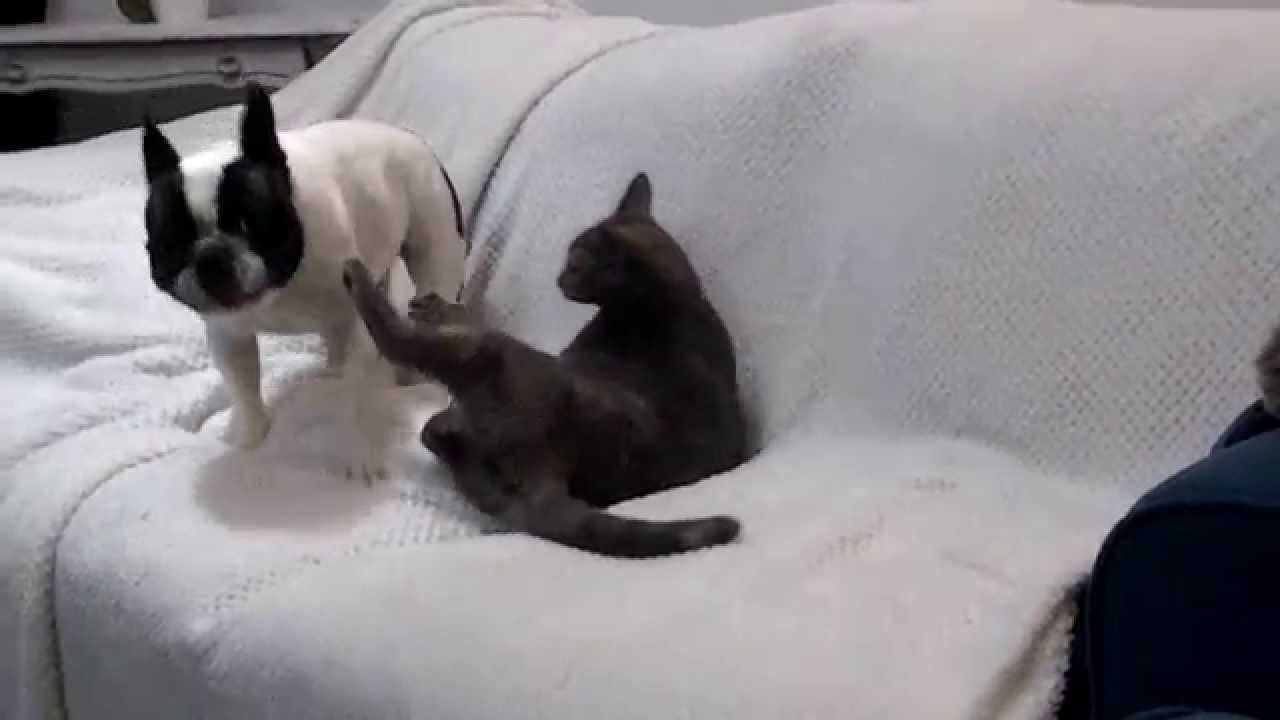 French bulldog and cat playing together.