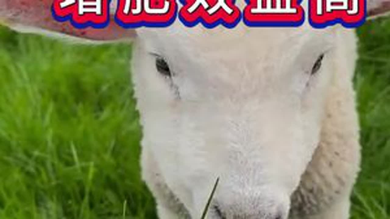 羊喂七种草，增肥效益高 #养羊人#养羊技术#养羊经验#养羊