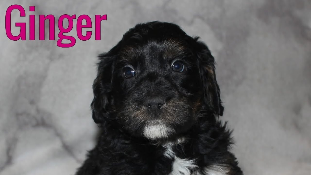 Ginger - Puppy Aptitude Testing 