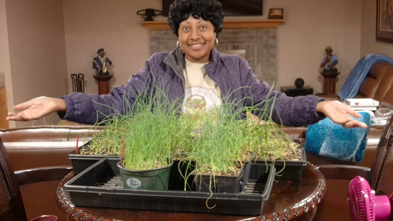 Untrimmed Onions from Seeds Update