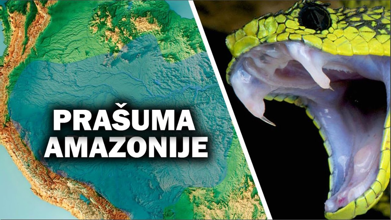 Najopasnije Životinje Amazonske Pra&scaron;ume - Ko se Nalazi na PRVOM Mestu?