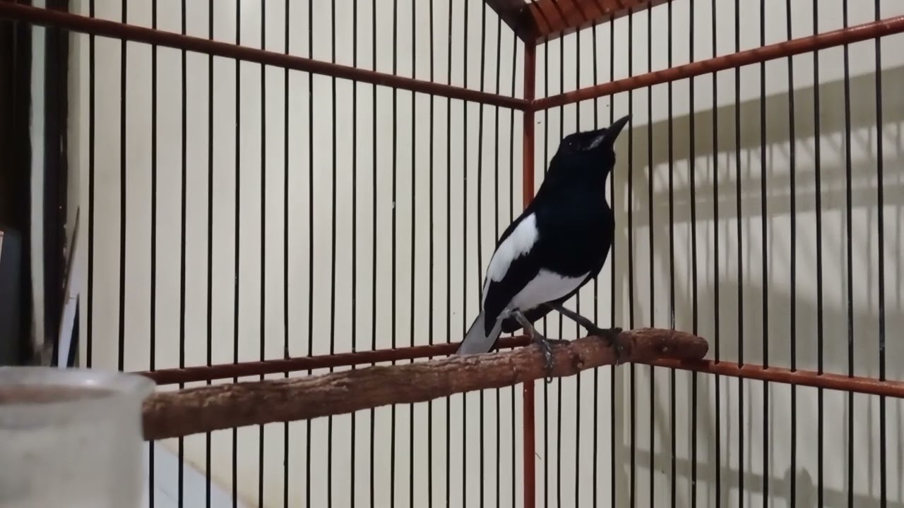 Pancingan kacer males bunyi
