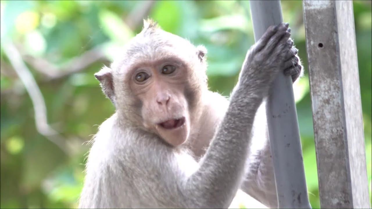 Monkeys Being Familiar With Living Beside Human Society 5 | Viral Monkey
