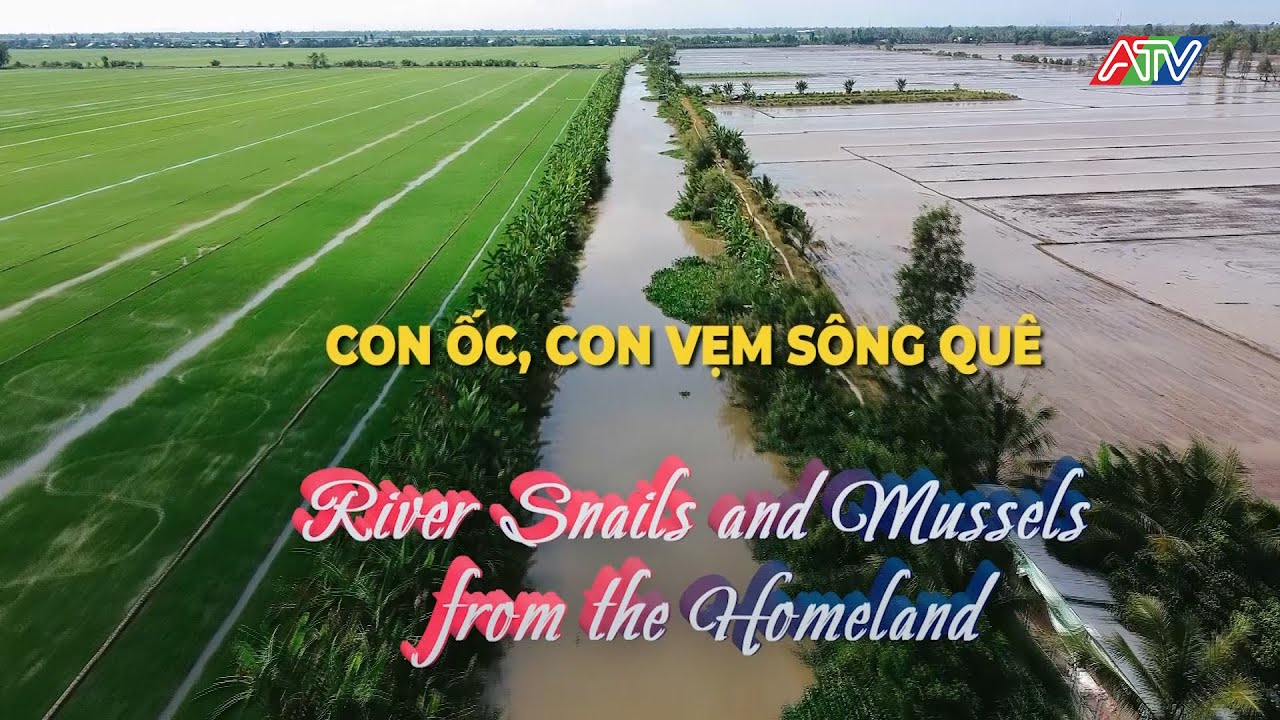 KÝ ỨC MIỀN QUÊ | CON ỐC, CON VẸM SÔNG QUÊ