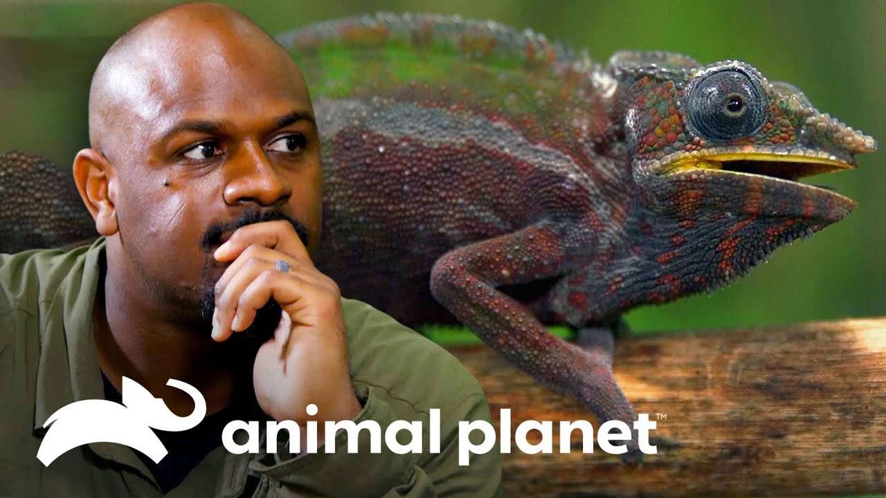 For&ccedil;a incr&iacute;vel das garras do camale&atilde;o-pantera | Pequenos Gigantes da Natureza | Animal Planet Brasil
