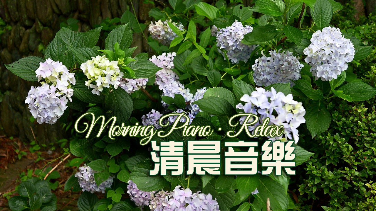 Morning Piano Music ☀️ 清晨鋼琴輕音樂・溫柔花園・學習與工作背景音樂・提神又放鬆 #music #relaxing  #独处音乐