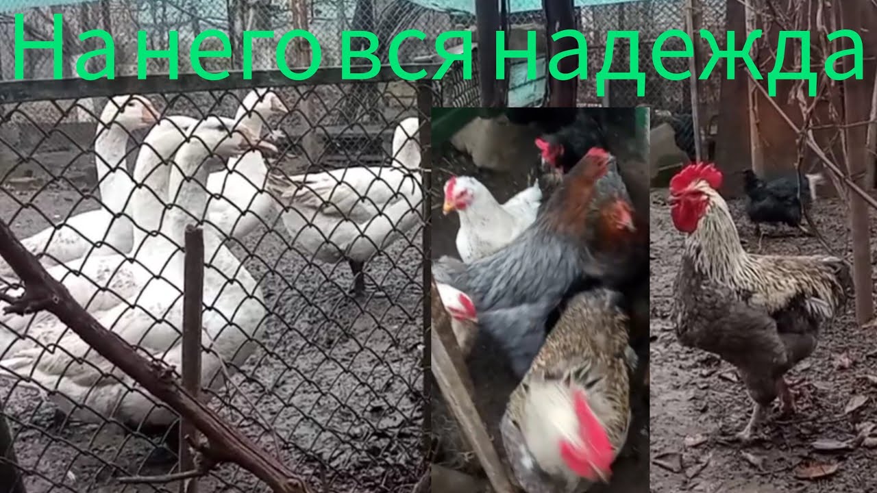 Что буду делать с курами/ петух коротконогий/одни и те же на манеже/ по разному растут