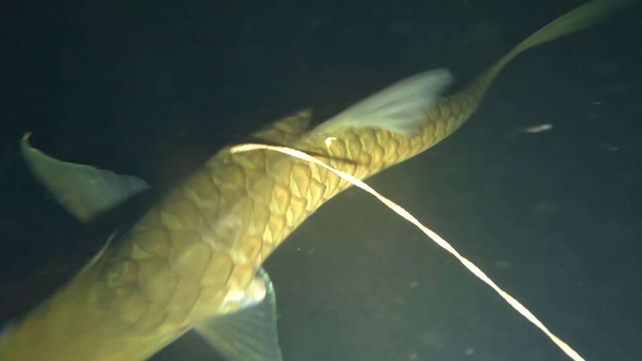 Nembak ikan malam hari