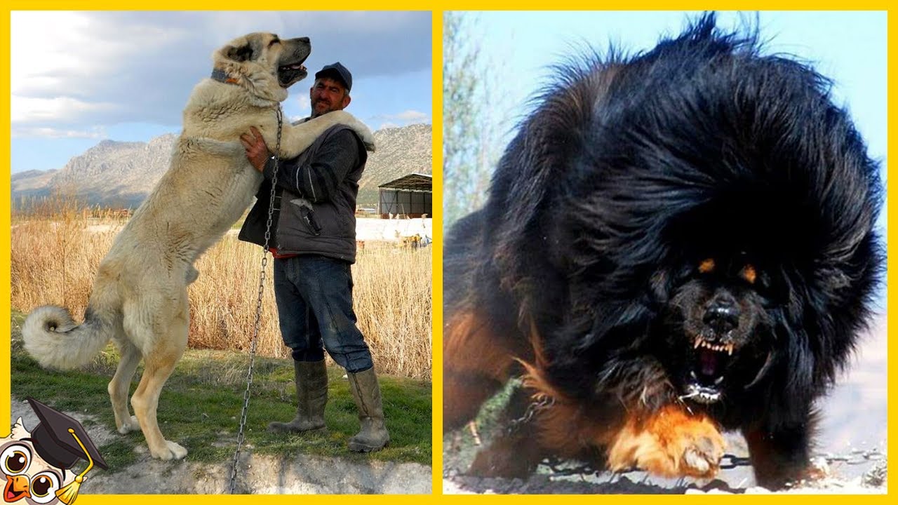 Top 10 Sterkste Honden