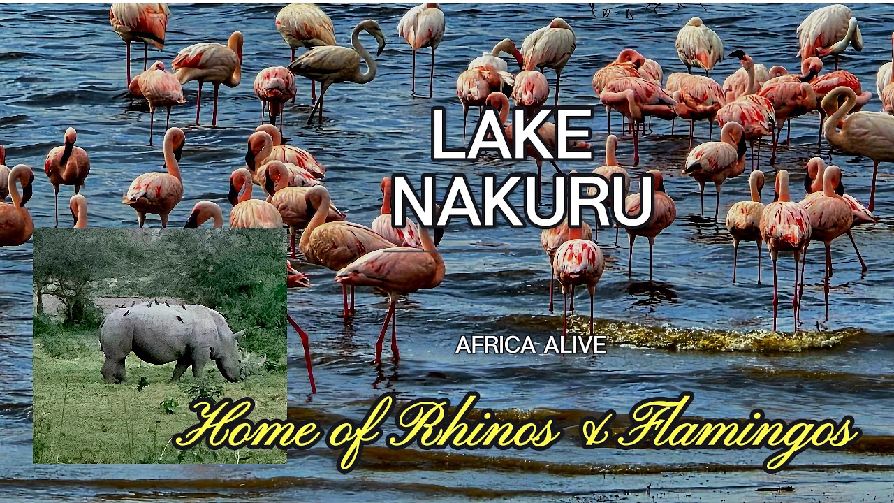 Lake Nakuru Safari | White Rhinos, Flamingos & Wildlife in Kenya 🇰🇪