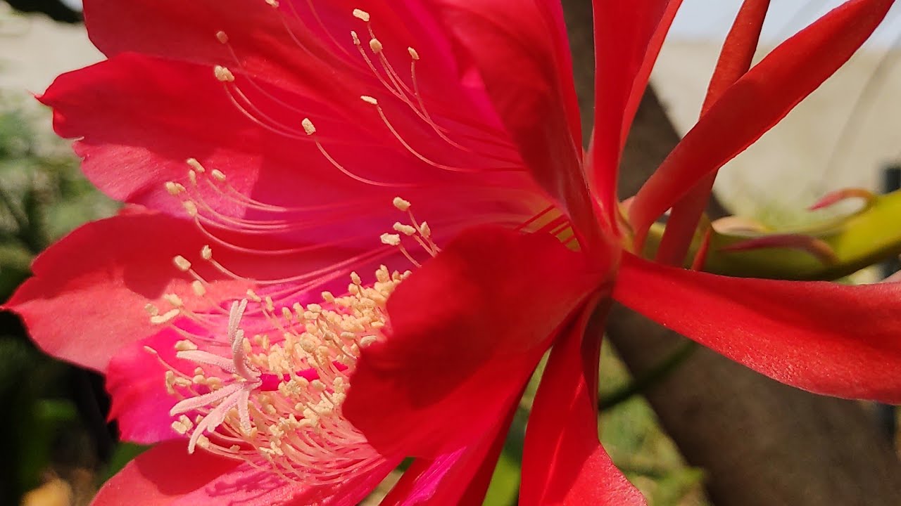 CÓMO REPRODUCIR CACTUS ORQUÍDEA CON EXITO 