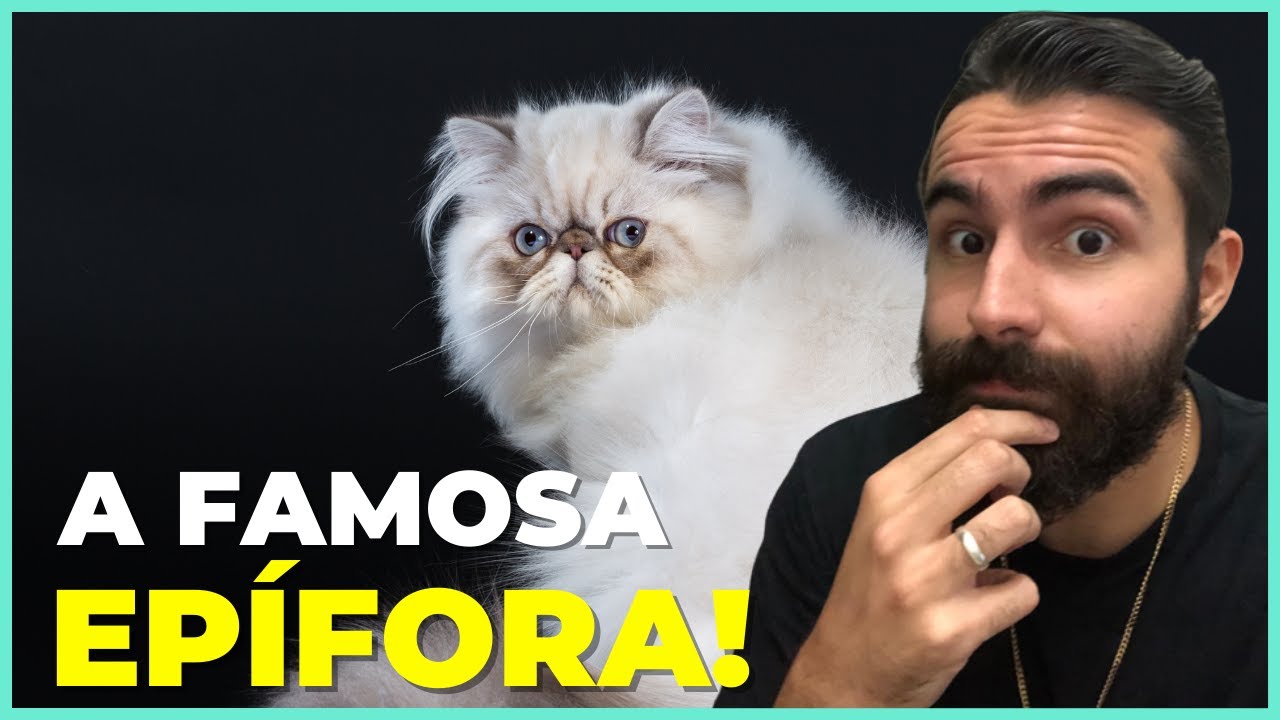 Lágrima Ácida Em Gatos: Causas, Sintomas e Tratamento