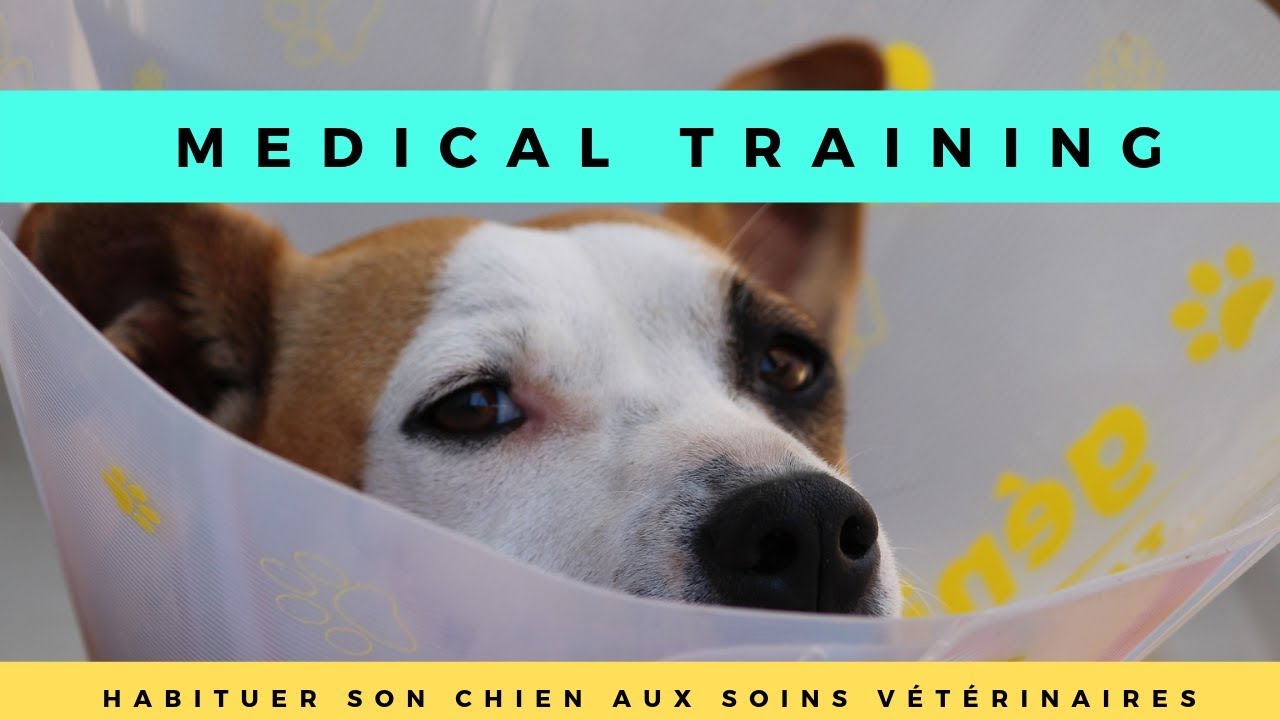 Medical training : Habituer son chien aux soins vétérinaires positivement