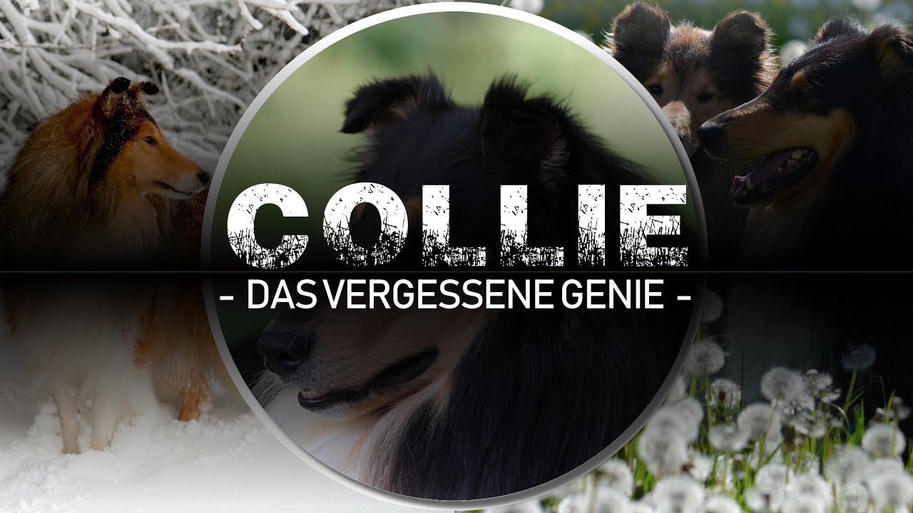 Collie das vergessene Genie