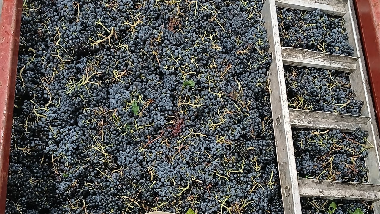Priče iz vinograda  - KAKO NE TREBA SADITI VINOGRAD 3.0