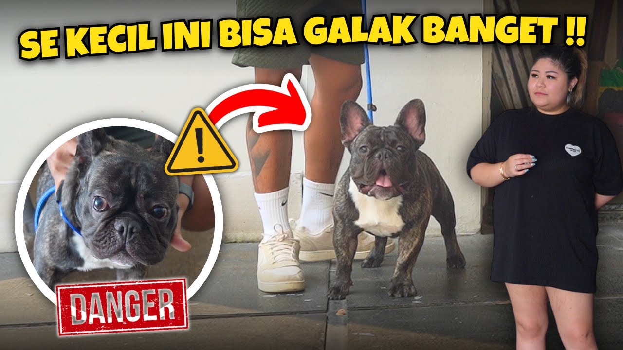 ANJING FRenchi SUPER GALAK ‼️ SUDAH GIGIT BANYAK ORANG