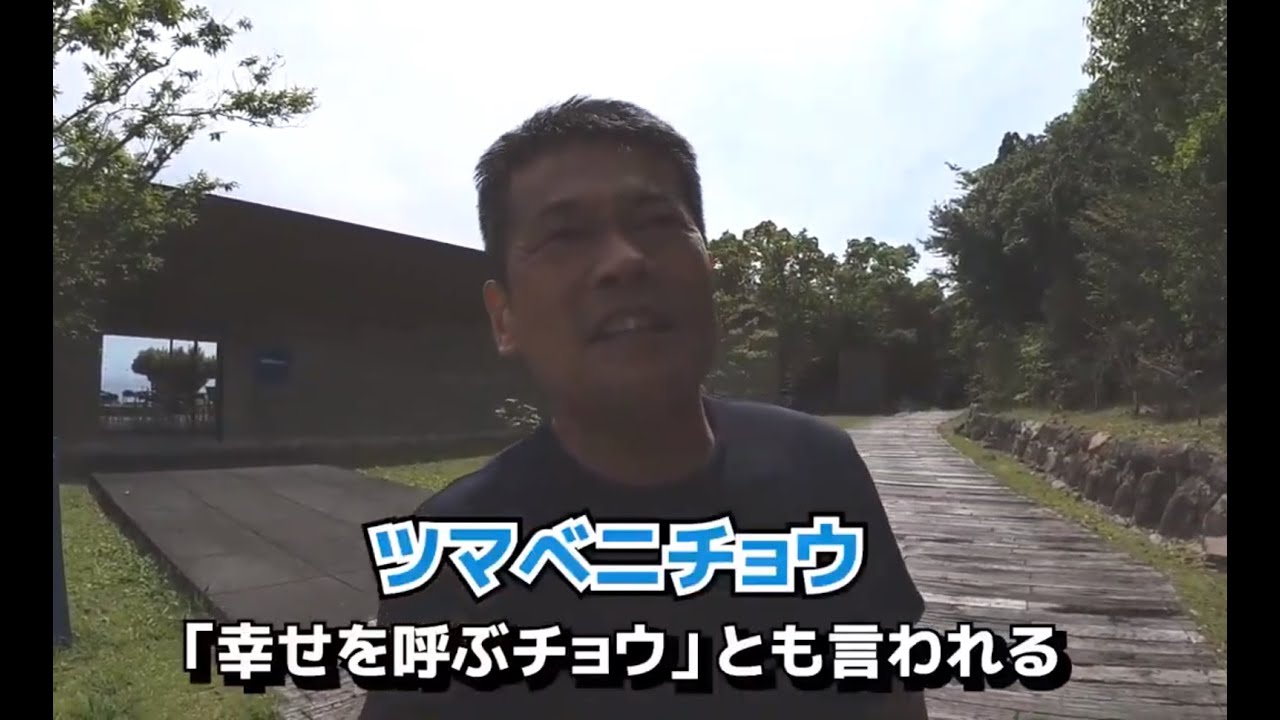 【幸せを呼ぶチョウ】ツマベニチョウと自然（森）