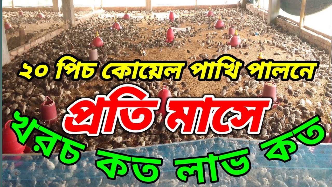 ২০ পিস কোয়েল পাখি পালনে খরচ কত লাভ কত? বানিজ্যিকভাবে কোয়েল পাখি লালন পালন পদ্ধতি। ২০ টি কোয়েল পালন